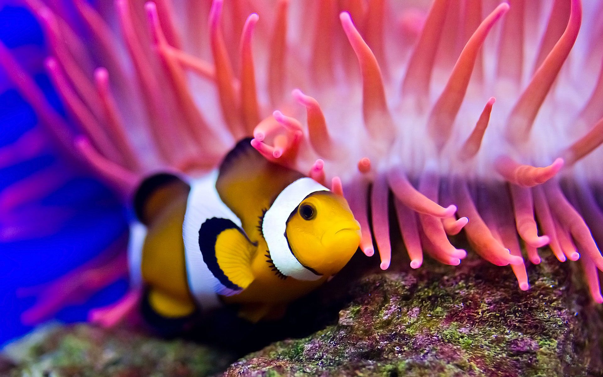 Beautiful Fishes In Aquarium , HD Wallpaper & Backgrounds