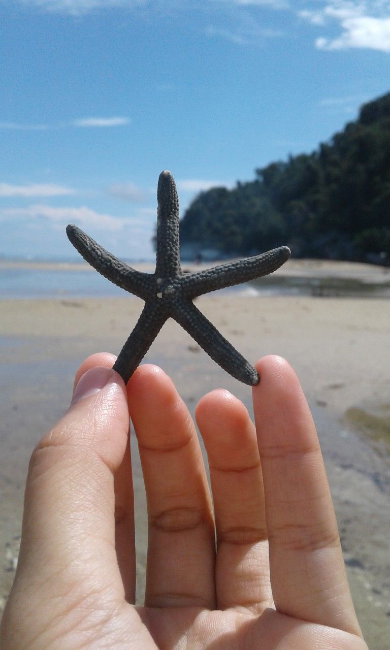 Starfish , HD Wallpaper & Backgrounds