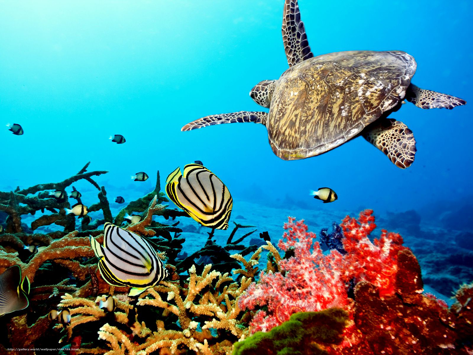 Maldives Fish Wallpaper Hd - Coral Reef Ocean Backgrounds , HD Wallpaper & Backgrounds