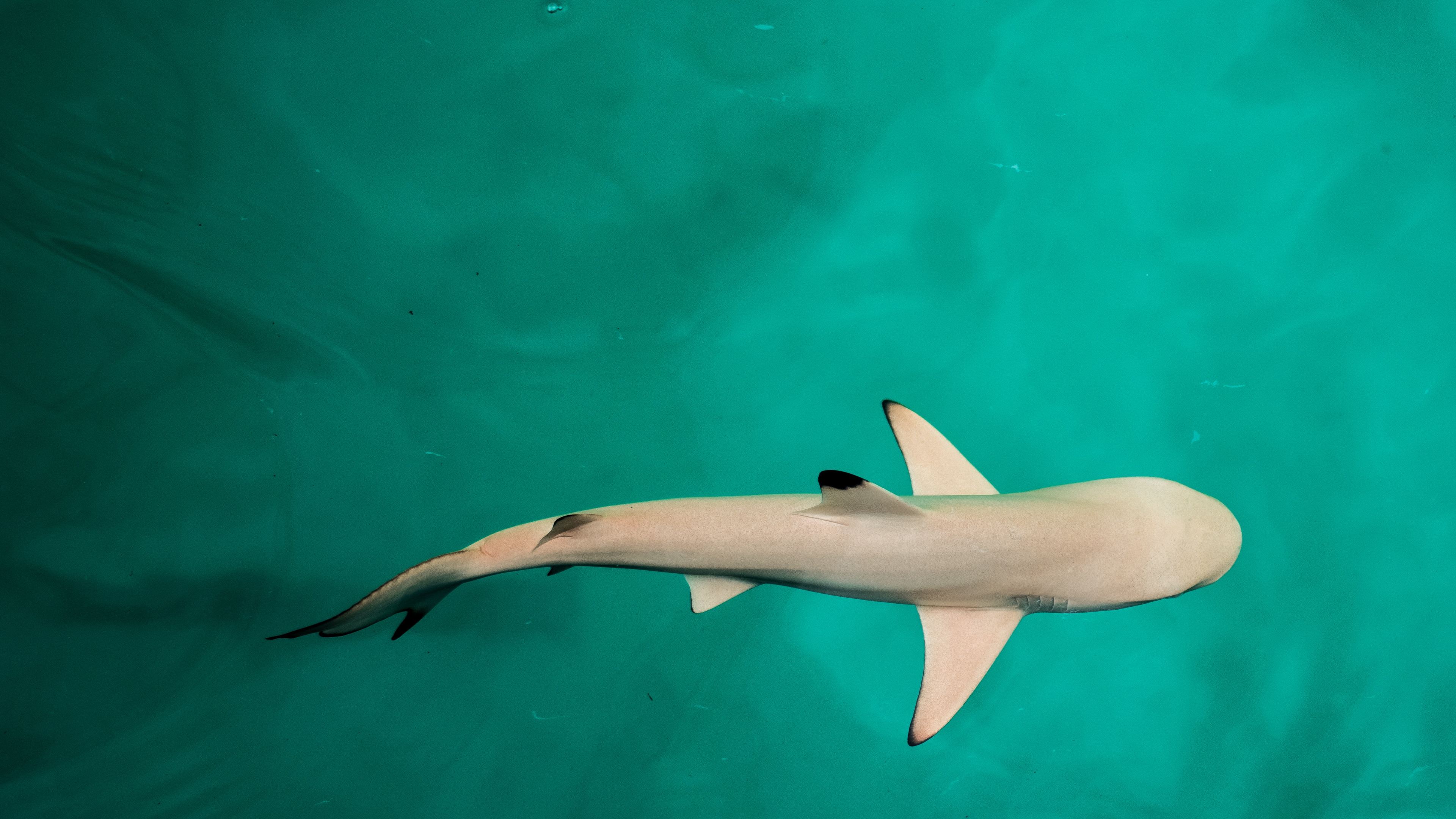 Baby Shark 4k - 4k Wallpaper Shark , HD Wallpaper & Backgrounds