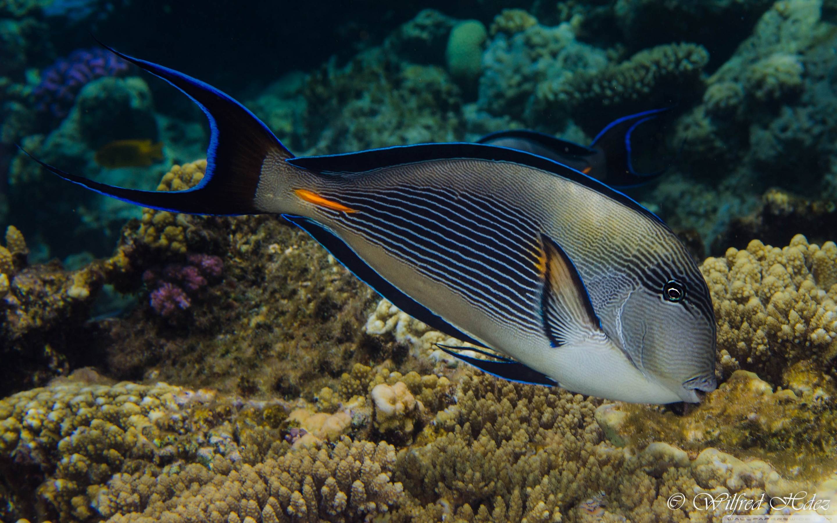 Sea Fish , HD Wallpaper & Backgrounds