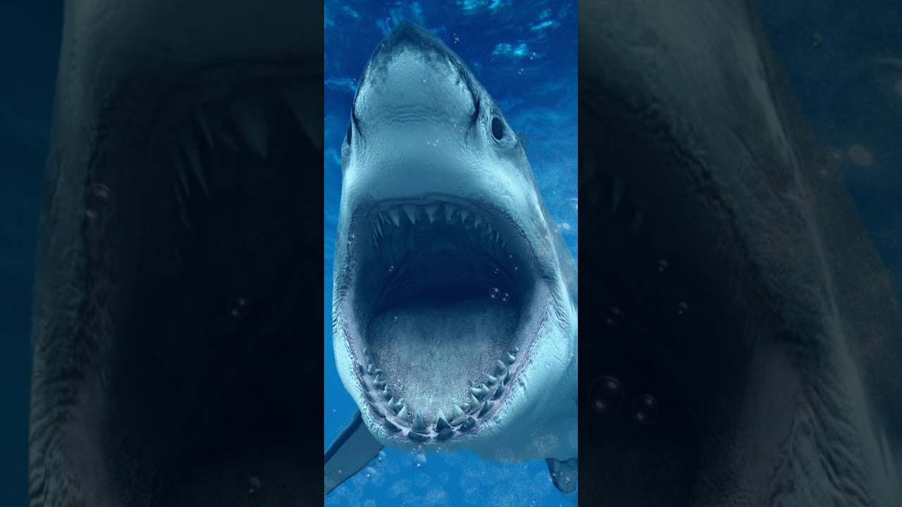 Great White Shark , HD Wallpaper & Backgrounds