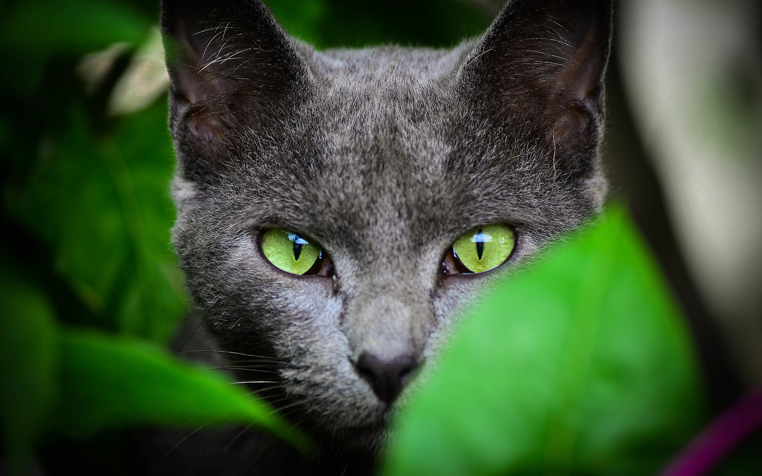 Green Eyes Grey Cat , HD Wallpaper & Backgrounds