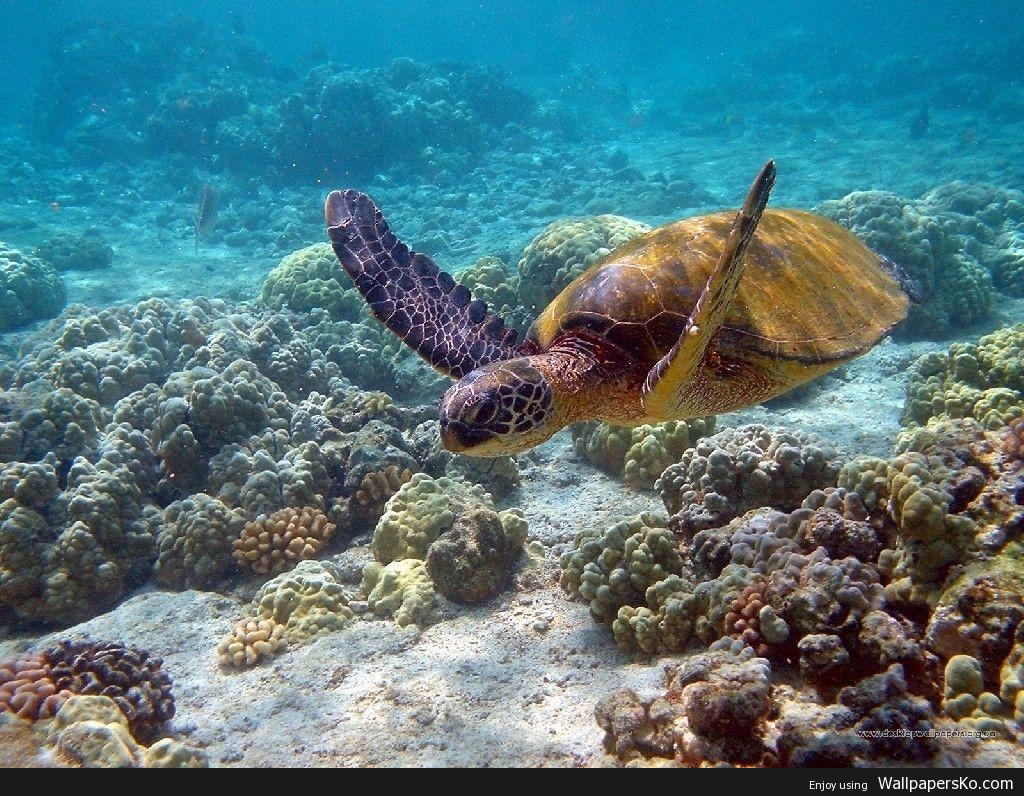 Sea Turtles Wallpaper - Kiunga Marine National Reserve , HD Wallpaper & Backgrounds
