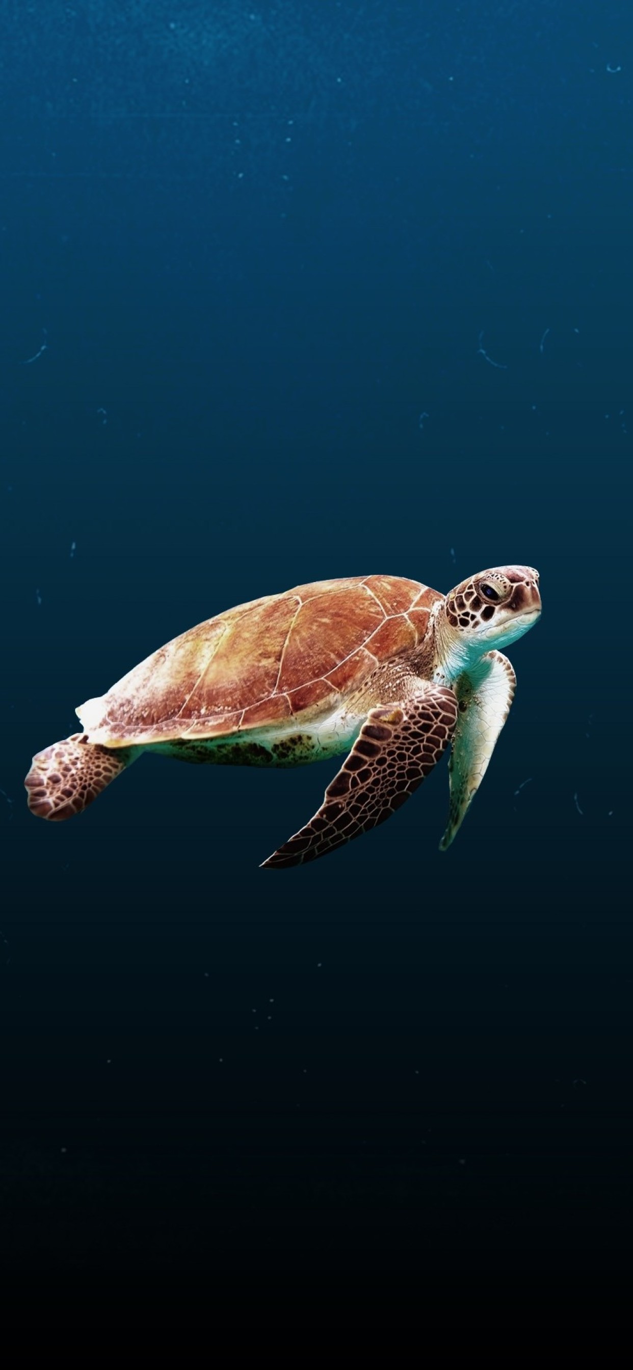 Sea Turtle Iphone , HD Wallpaper & Backgrounds