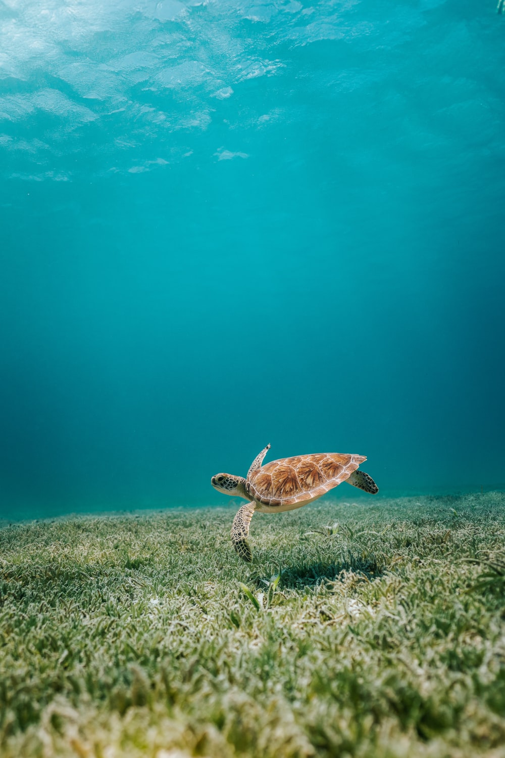 100 Sea Turtle Pictures Download Images On Unsplash - Sea Turtle , HD Wallpaper & Backgrounds