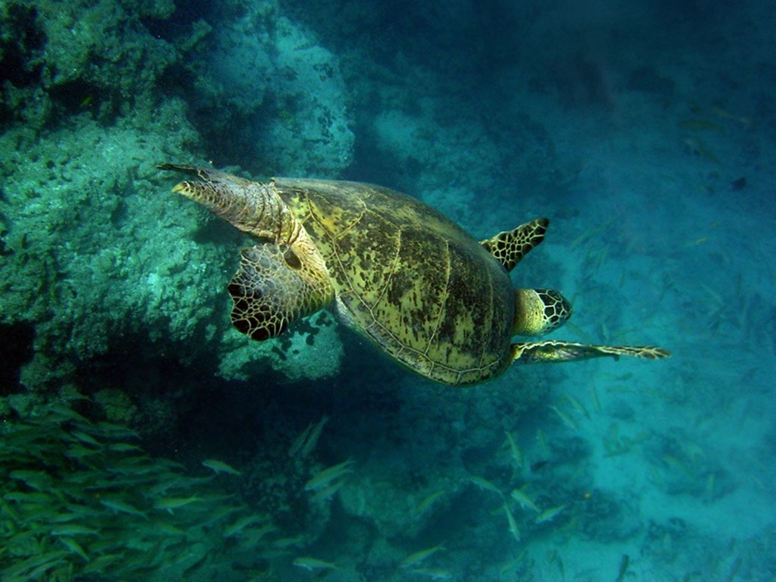 Http - //3 - Bp - Blogspot - Com/ Zcysbym9dnc/tklbucx - Sea Turtles , HD Wallpaper & Backgrounds