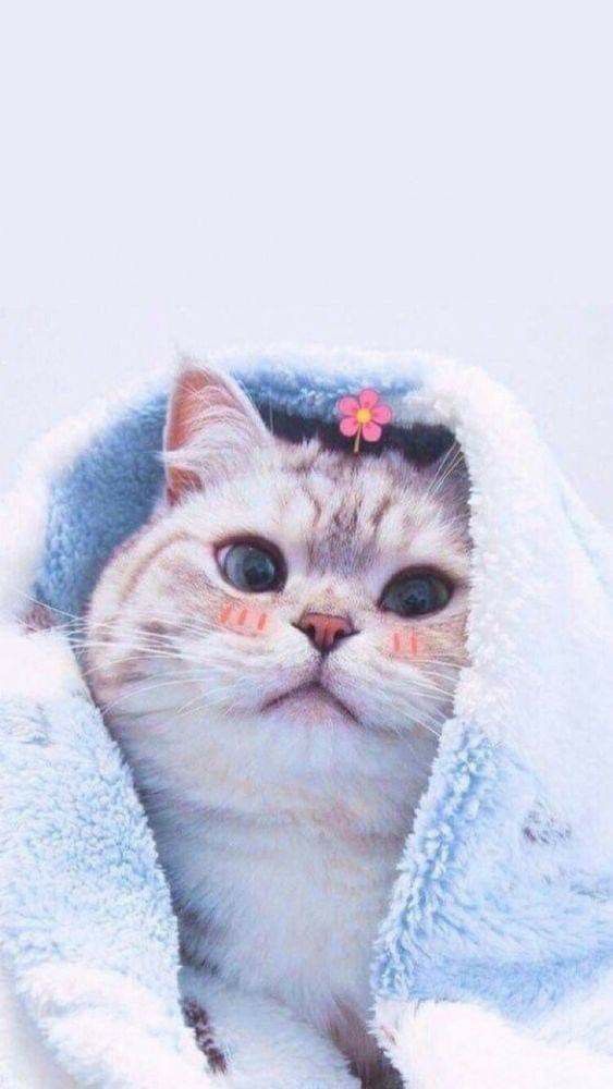 Cute Cat Aesthetic , HD Wallpaper & Backgrounds