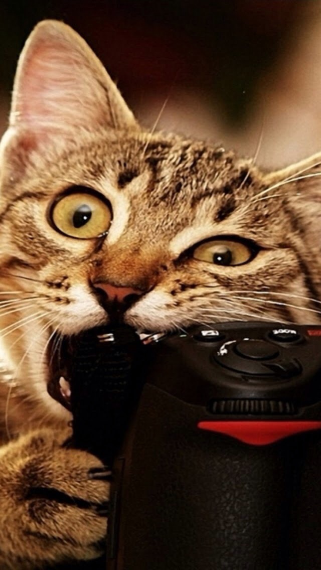 Funny Cat - Funny Cat Wallpaper Iphone , HD Wallpaper & Backgrounds