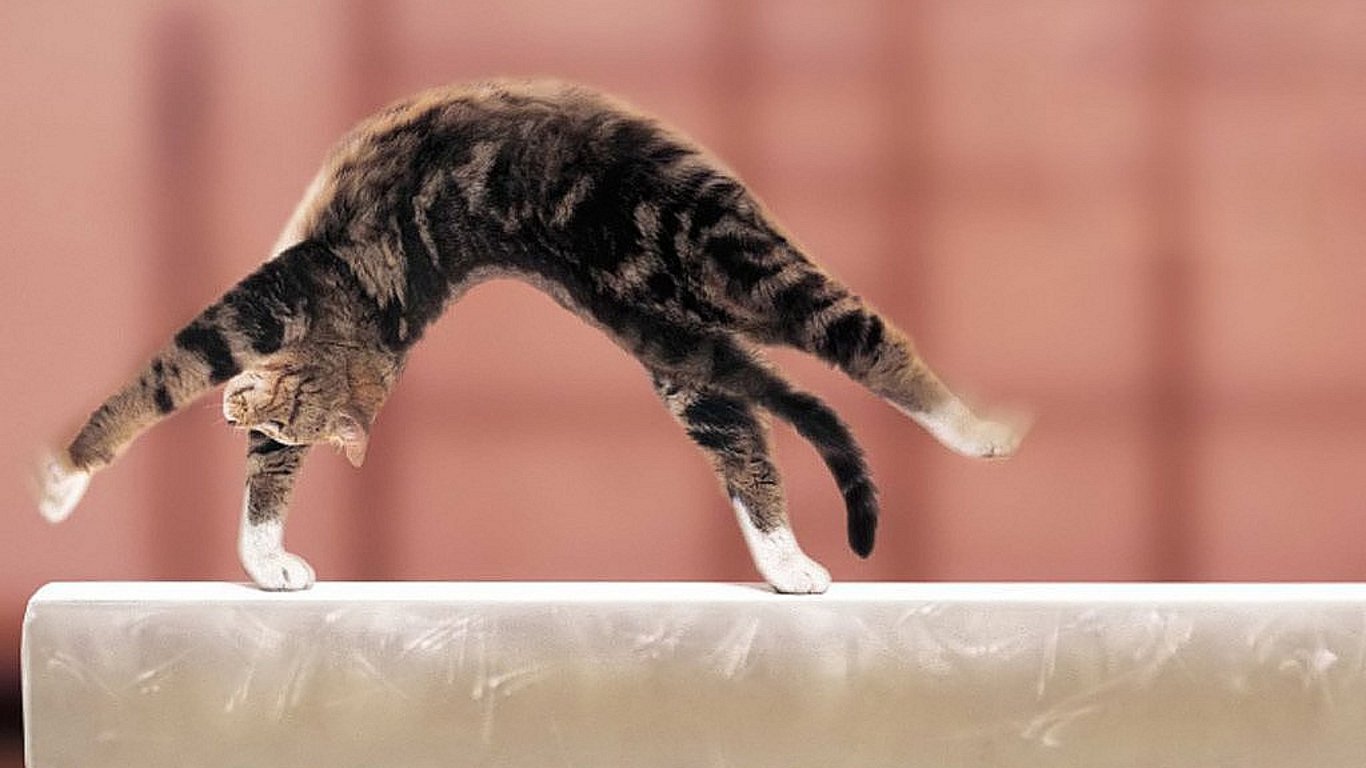 Best Funny Cat Wallpaper Id - Gymnastics Backgrounds , HD Wallpaper & Backgrounds