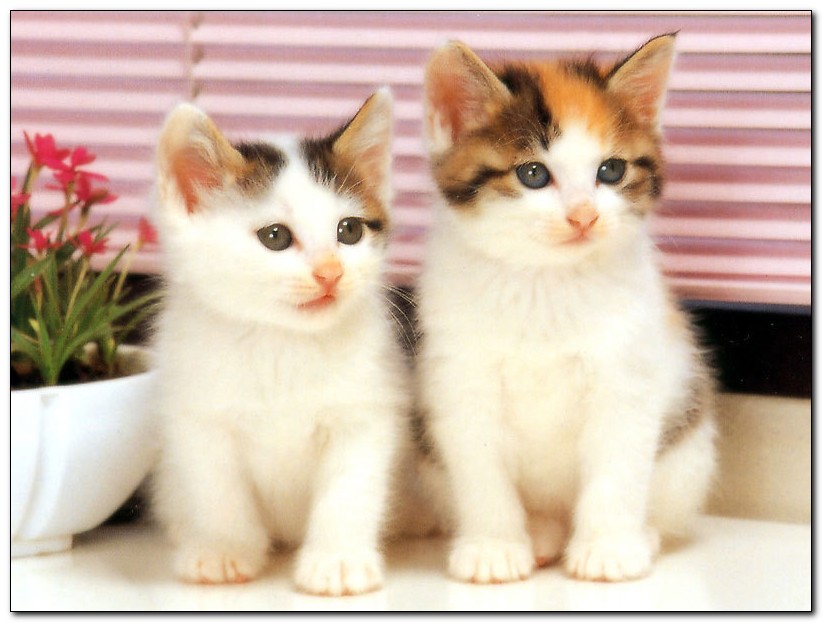 Cute White Cats And Kittens Wallpaper - Different Types Of Kittens , HD Wallpaper & Backgrounds