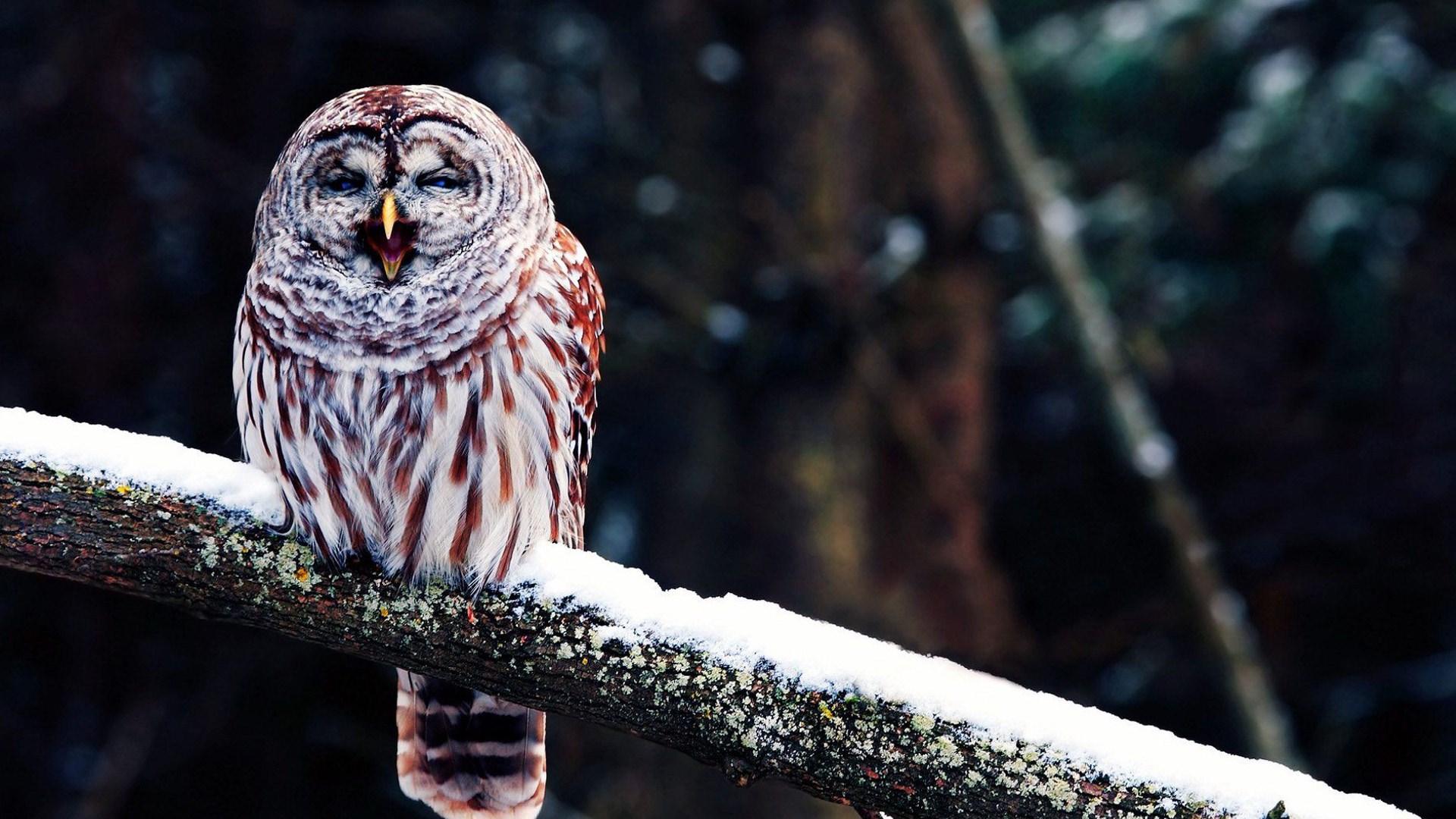 Funny Owl , HD Wallpaper & Backgrounds