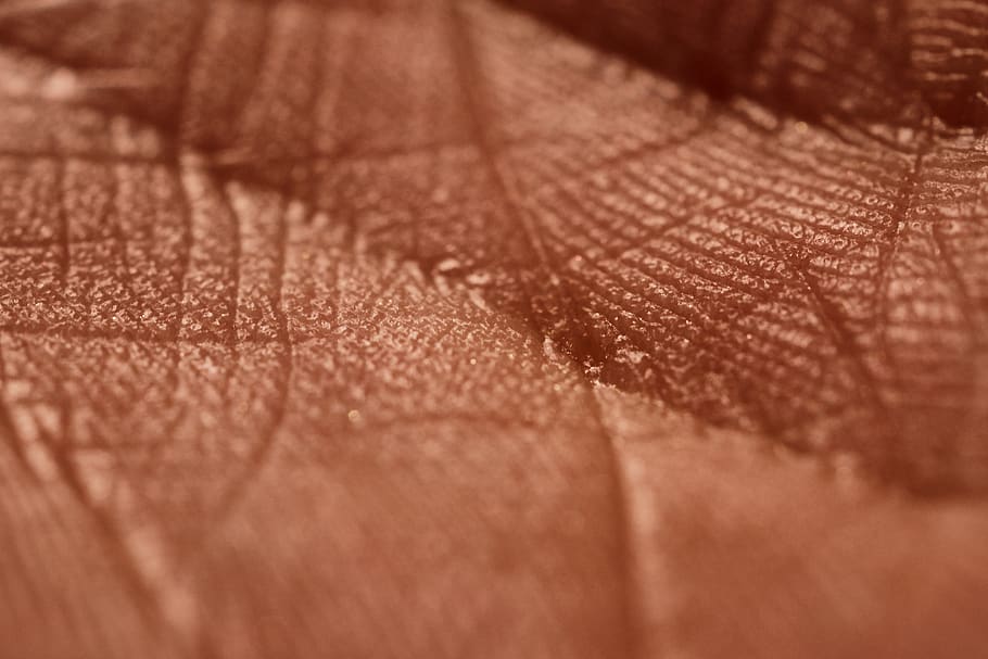 Hand, Mano, Palma De La Mano, Skin, Hand Palm, Macro, - Close-up , HD Wallpaper & Backgrounds