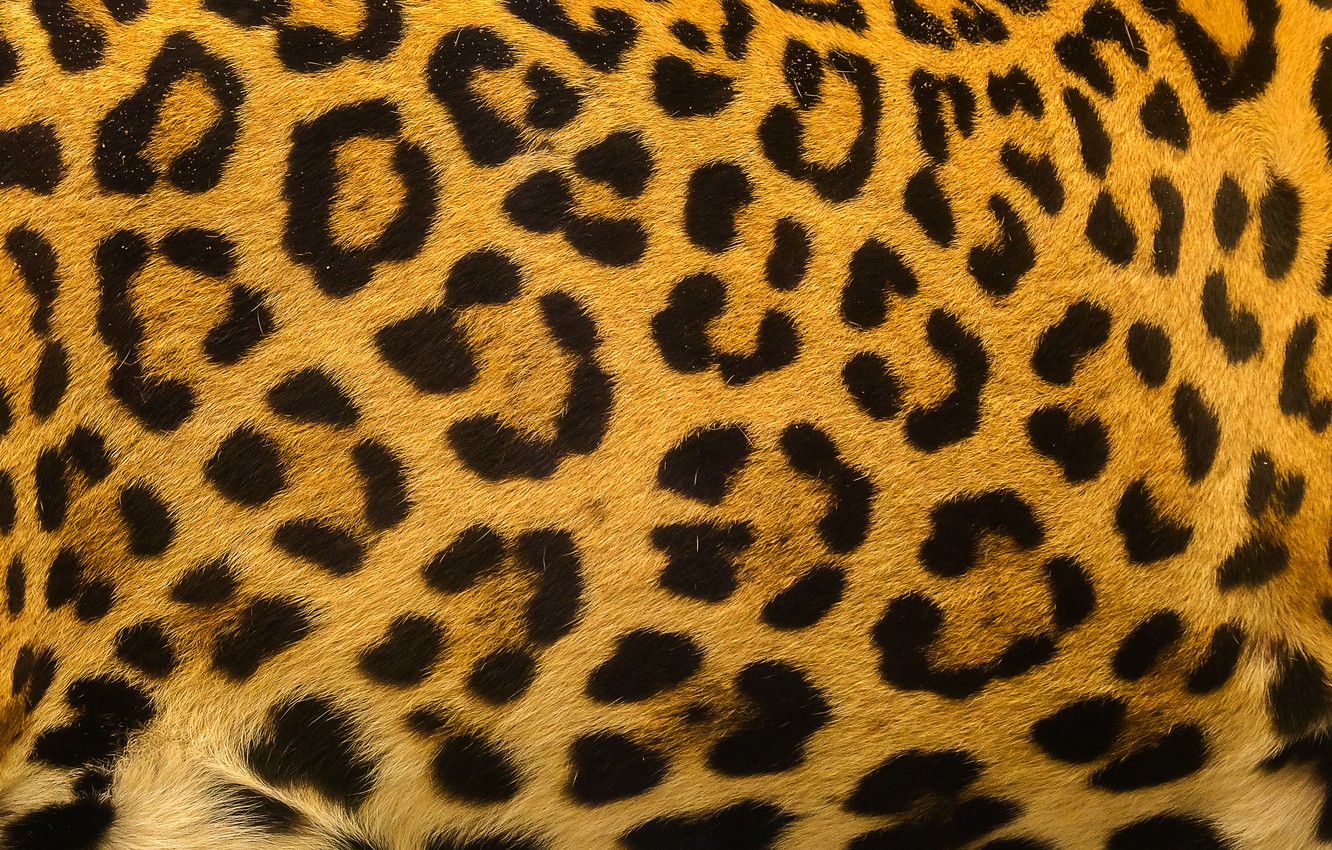 Photo Wallpaper Background, Leopard, Skin, Fur, Leopard, - Leopard Texture , HD Wallpaper & Backgrounds
