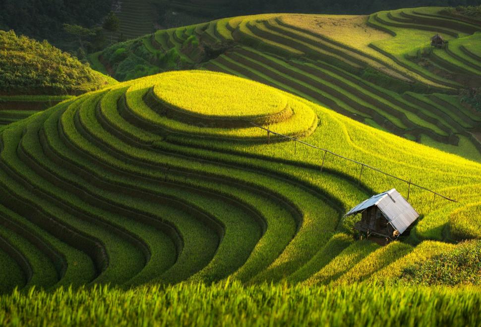 Green Farm, Vietnam Wallpaper,green Hd Wallpaper,asia - Rice Field , HD Wallpaper & Backgrounds