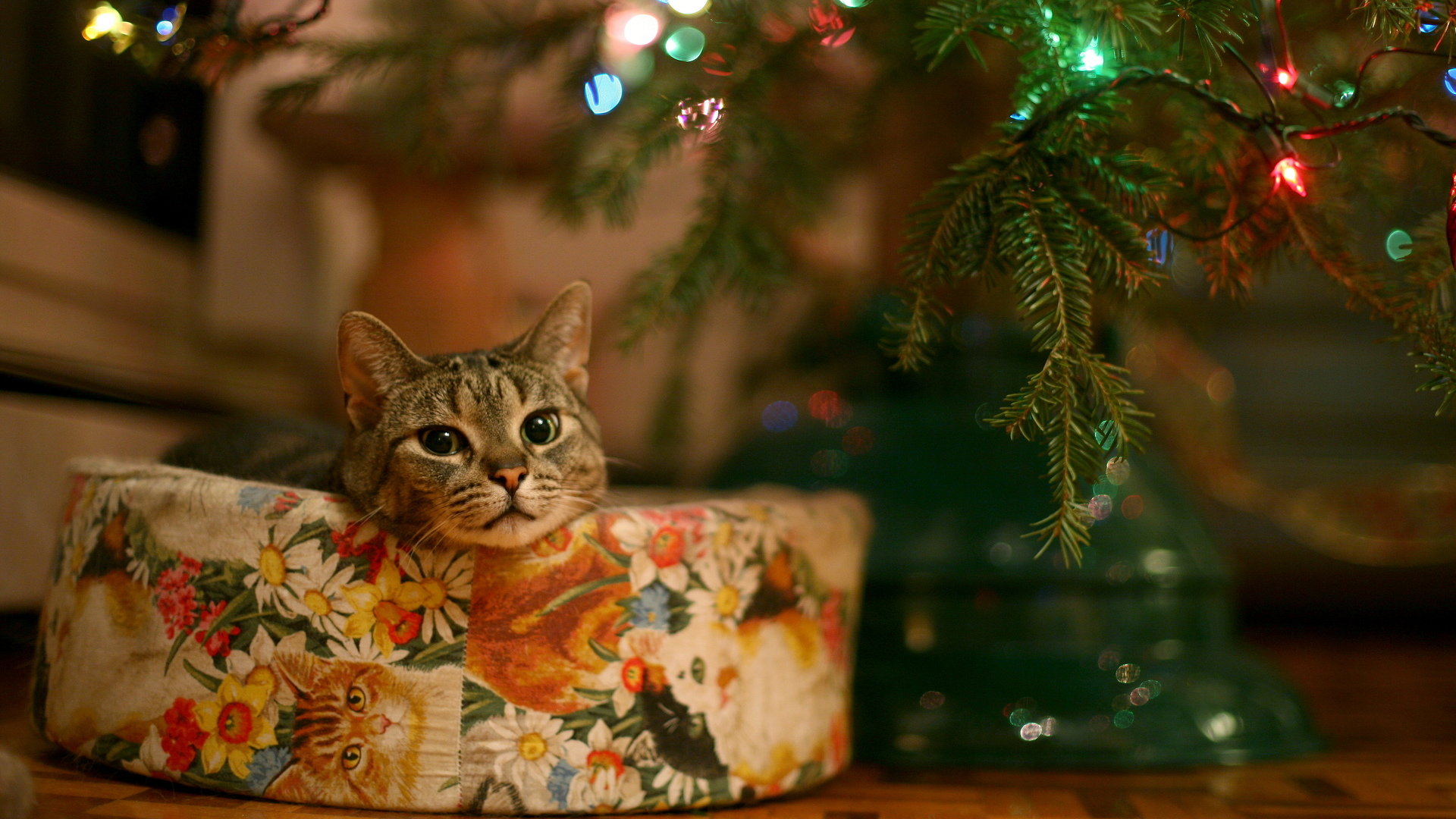 Best Christmas Lights Wallpaper Id - Christmas Cat Wallpaper Hd , HD Wallpaper & Backgrounds