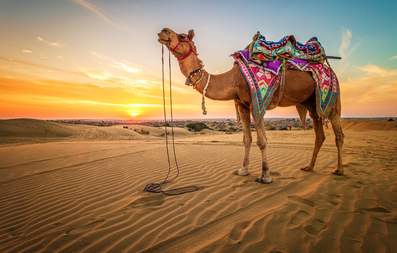 Photo Wallpaper Sand, The Sky, The Sun, Landscape, - Camel In Desert , HD Wallpaper & Backgrounds
