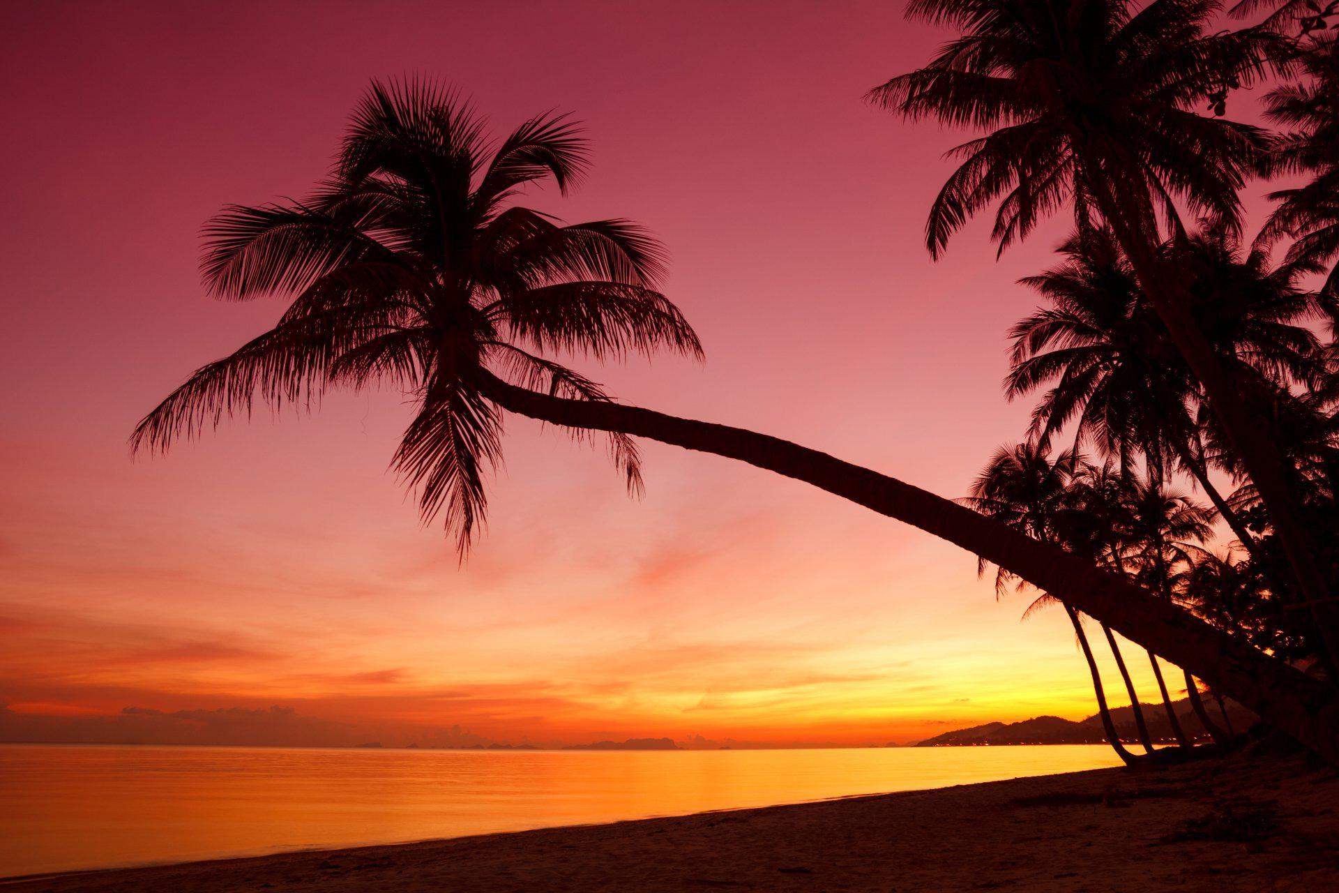 Backgrounds Rec - Scene Silhouette Palm Tree , HD Wallpaper & Backgrounds