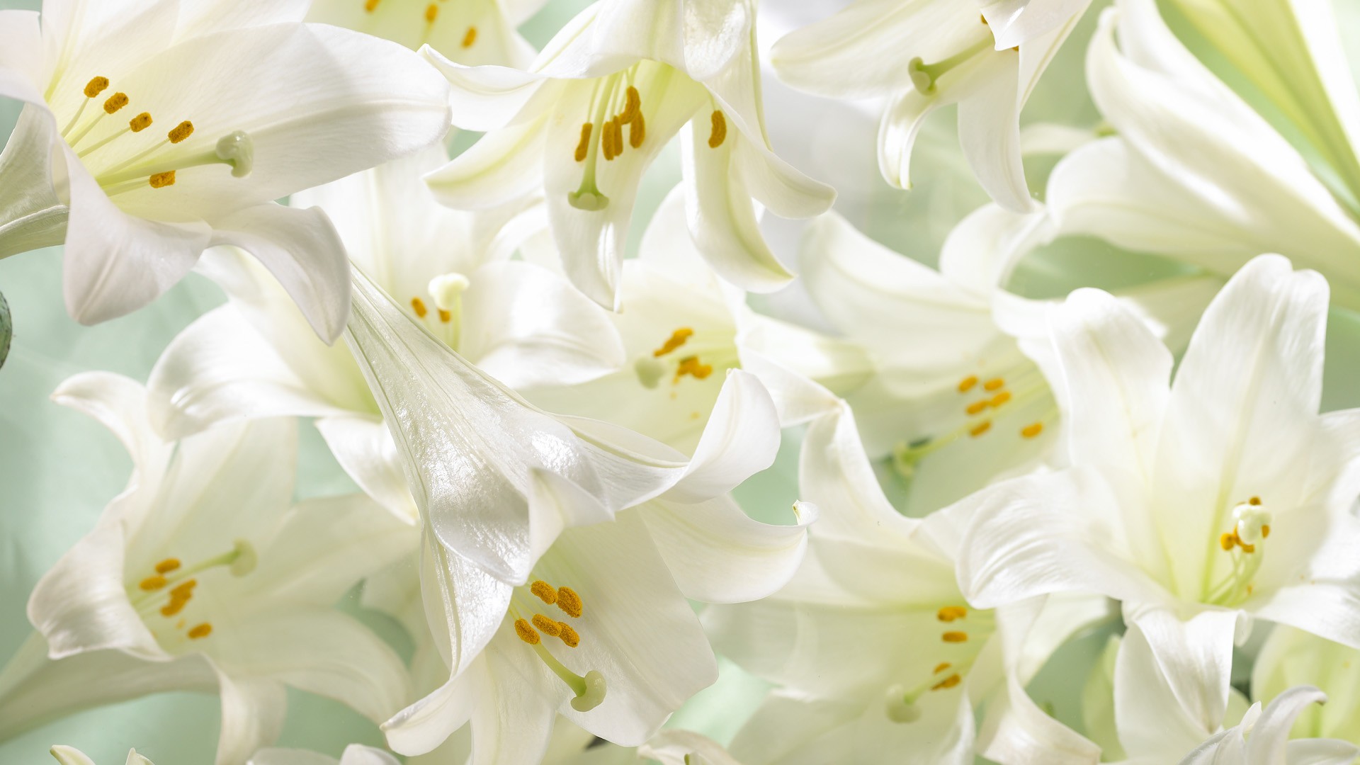 Easter Lilies Wallpaper Easter Lilies - Easter Lily Flower Background , HD Wallpaper & Backgrounds