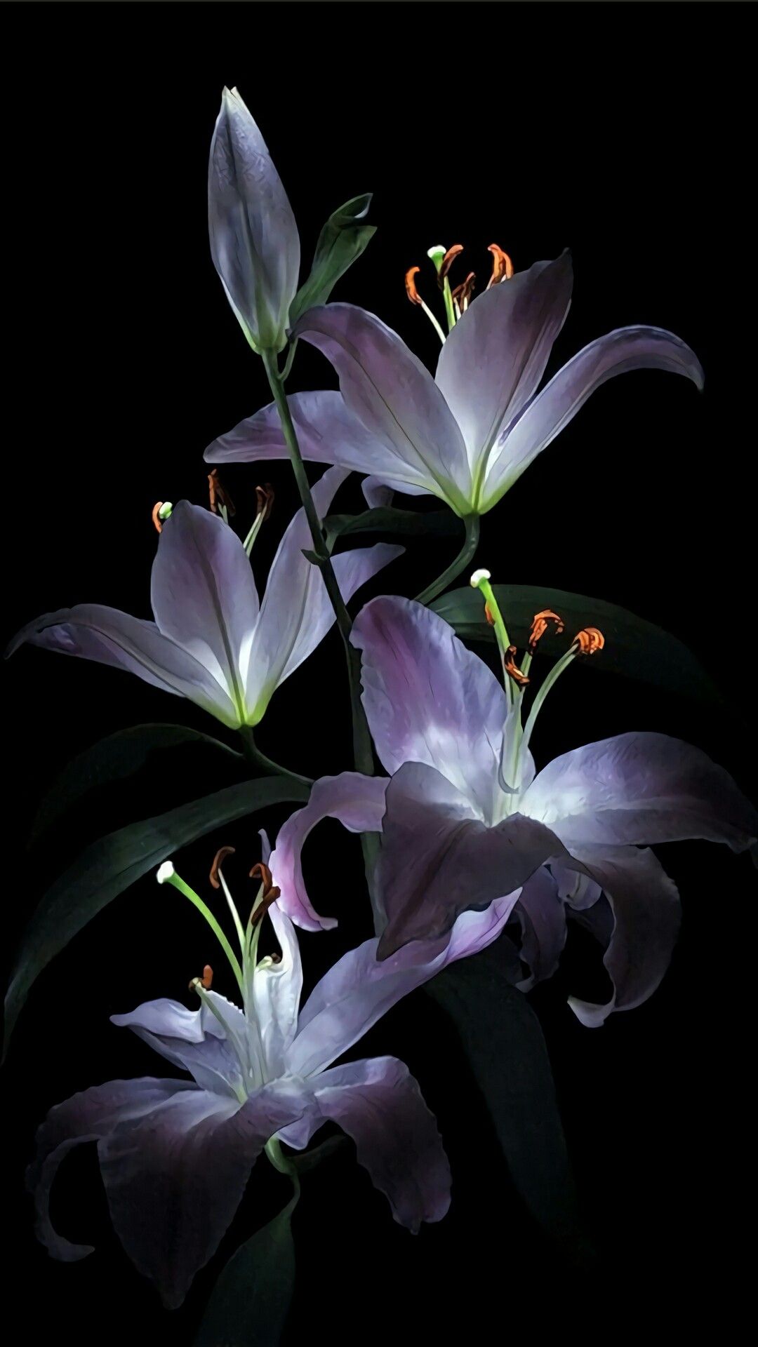 Flower, Flowering Plant, Lily, Plant, Petal, Purple, - Iphone Lily Flower , HD Wallpaper & Backgrounds