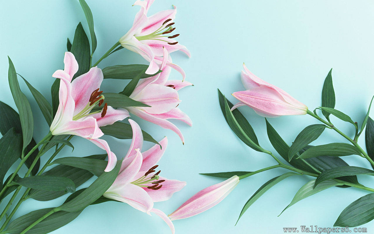 Latest Flowers Wallpapers - × Amarcrinum , HD Wallpaper & Backgrounds