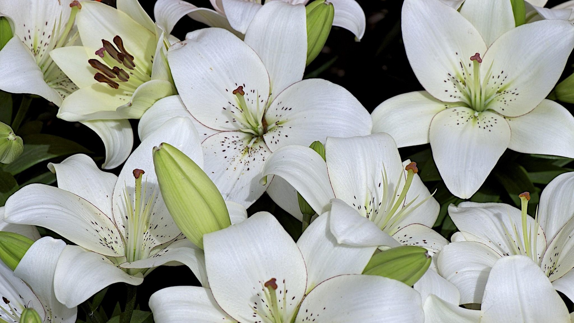 White Lily Flowers And Buds - White Lilies , HD Wallpaper & Backgrounds