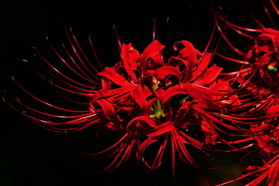 Red Petaled Flowers, Amaryllis, Amaryllidaceae, Spider - Anime Red Spider Lily , HD Wallpaper & Backgrounds