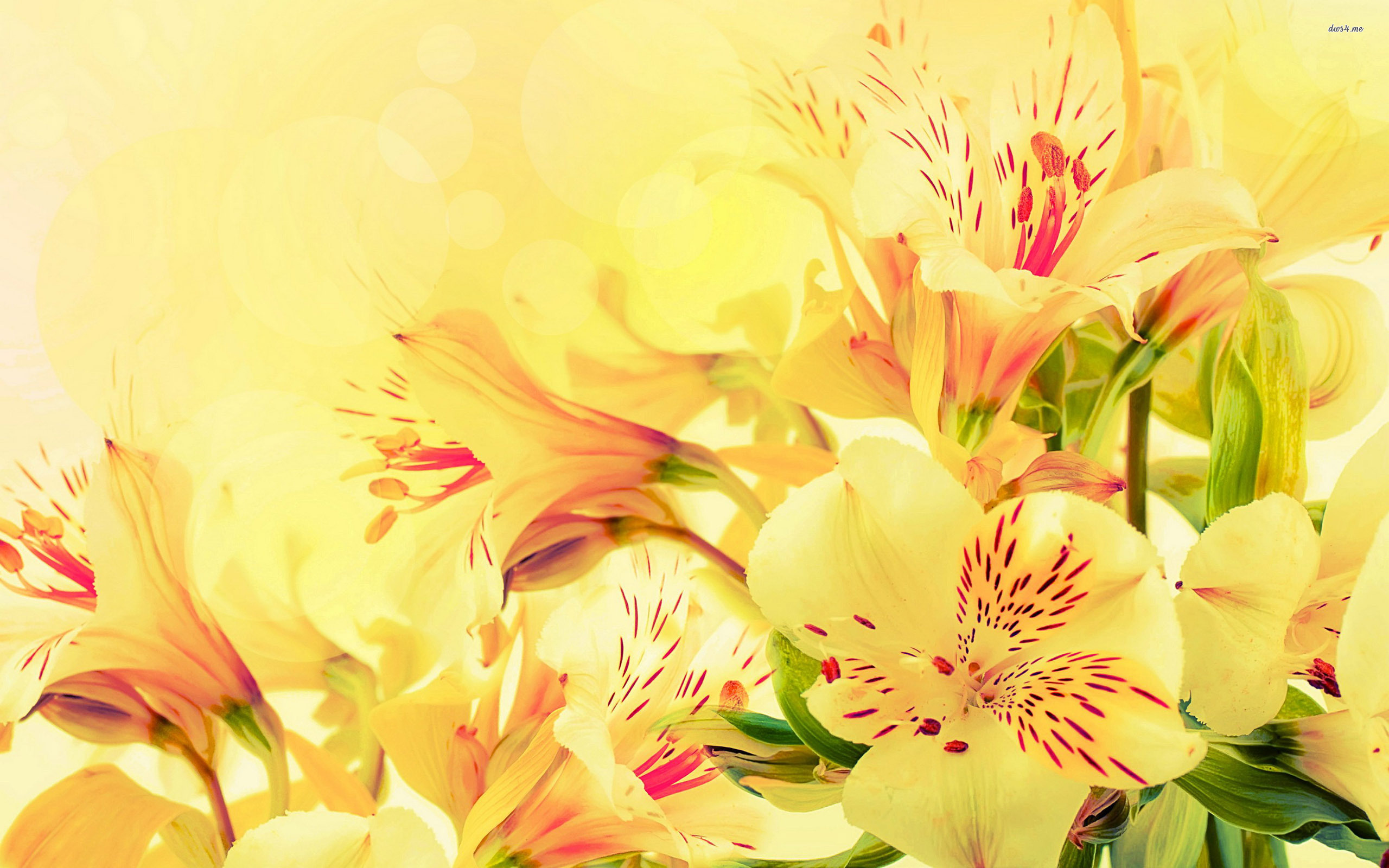 Lilies Wallpaper , HD Wallpaper & Backgrounds