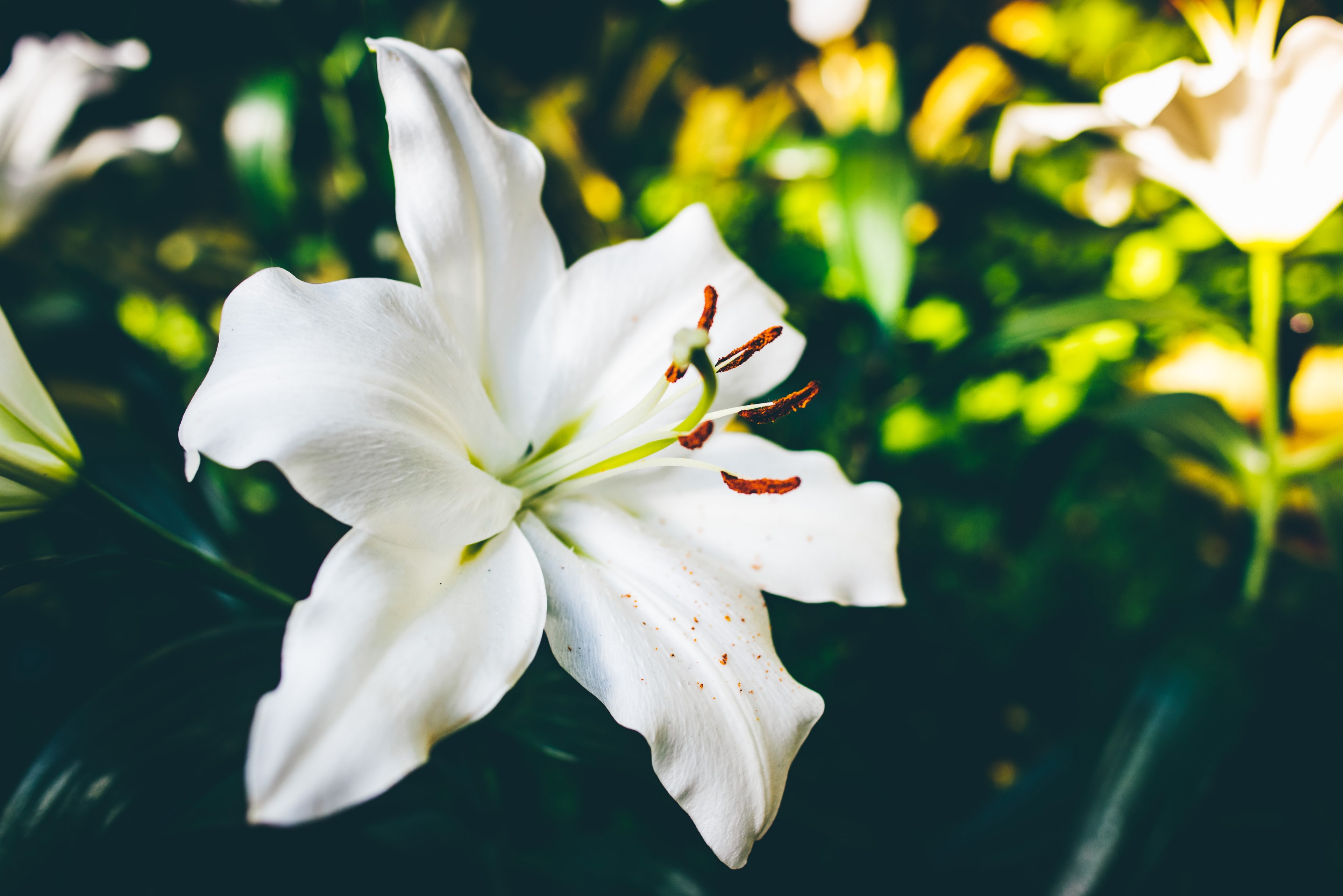 Lily Flower , HD Wallpaper & Backgrounds