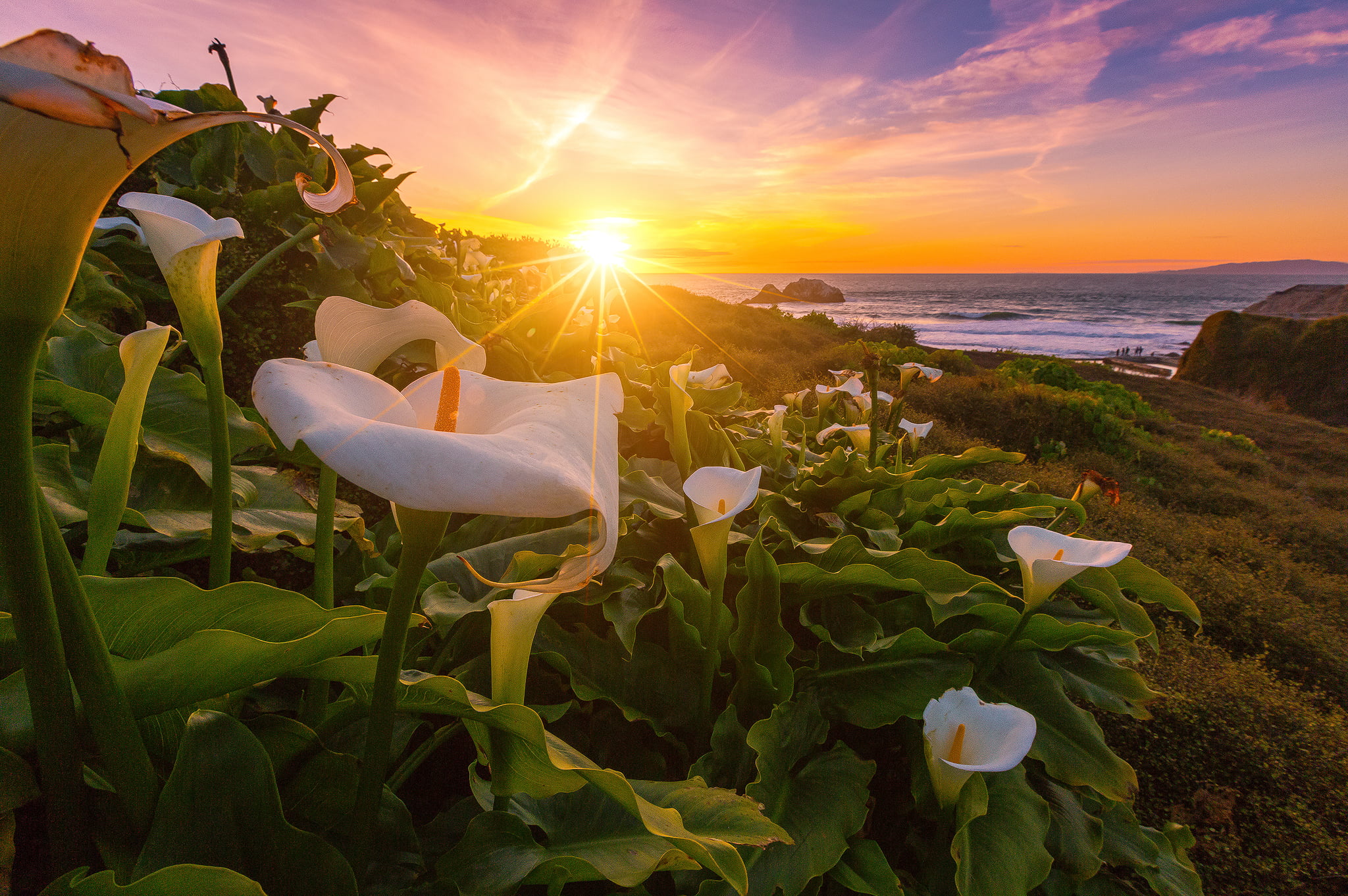 White Calla Lily , HD Wallpaper & Backgrounds