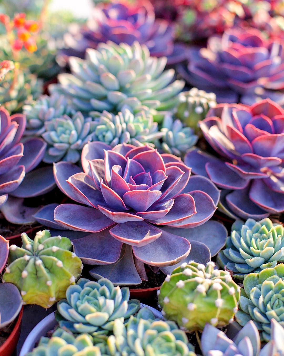 Colorful Succulents , HD Wallpaper & Backgrounds