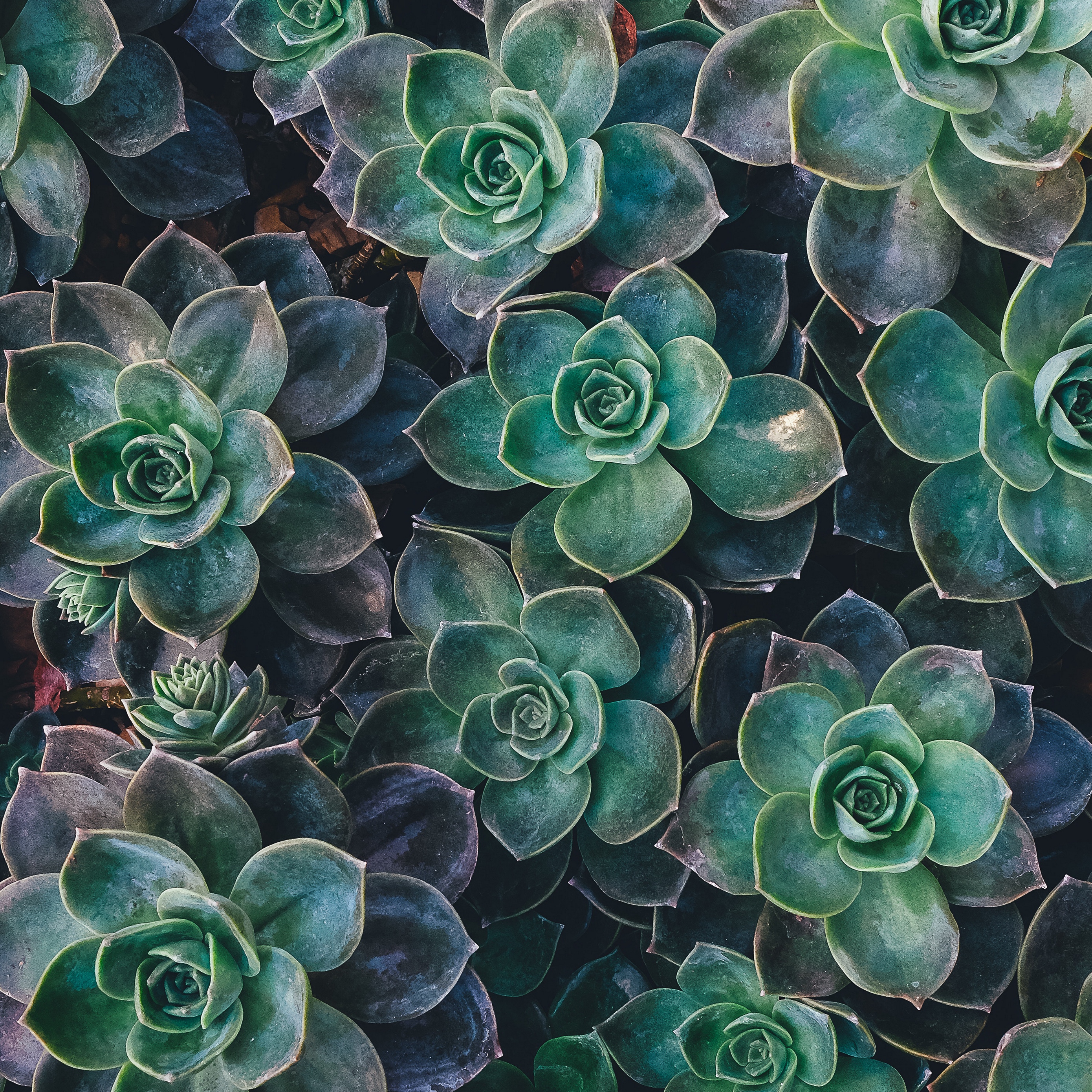 Wallpaper Echeveria, Succulents, Plant - Succulent Plant , HD Wallpaper & Backgrounds