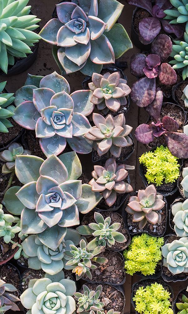 Aerial View Of Succulents , HD Wallpaper & Backgrounds