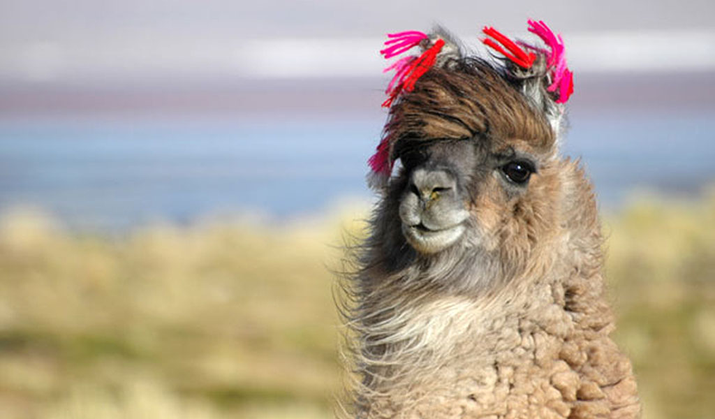 Funny Llama Wallpaper - Funny Llama , HD Wallpaper & Backgrounds