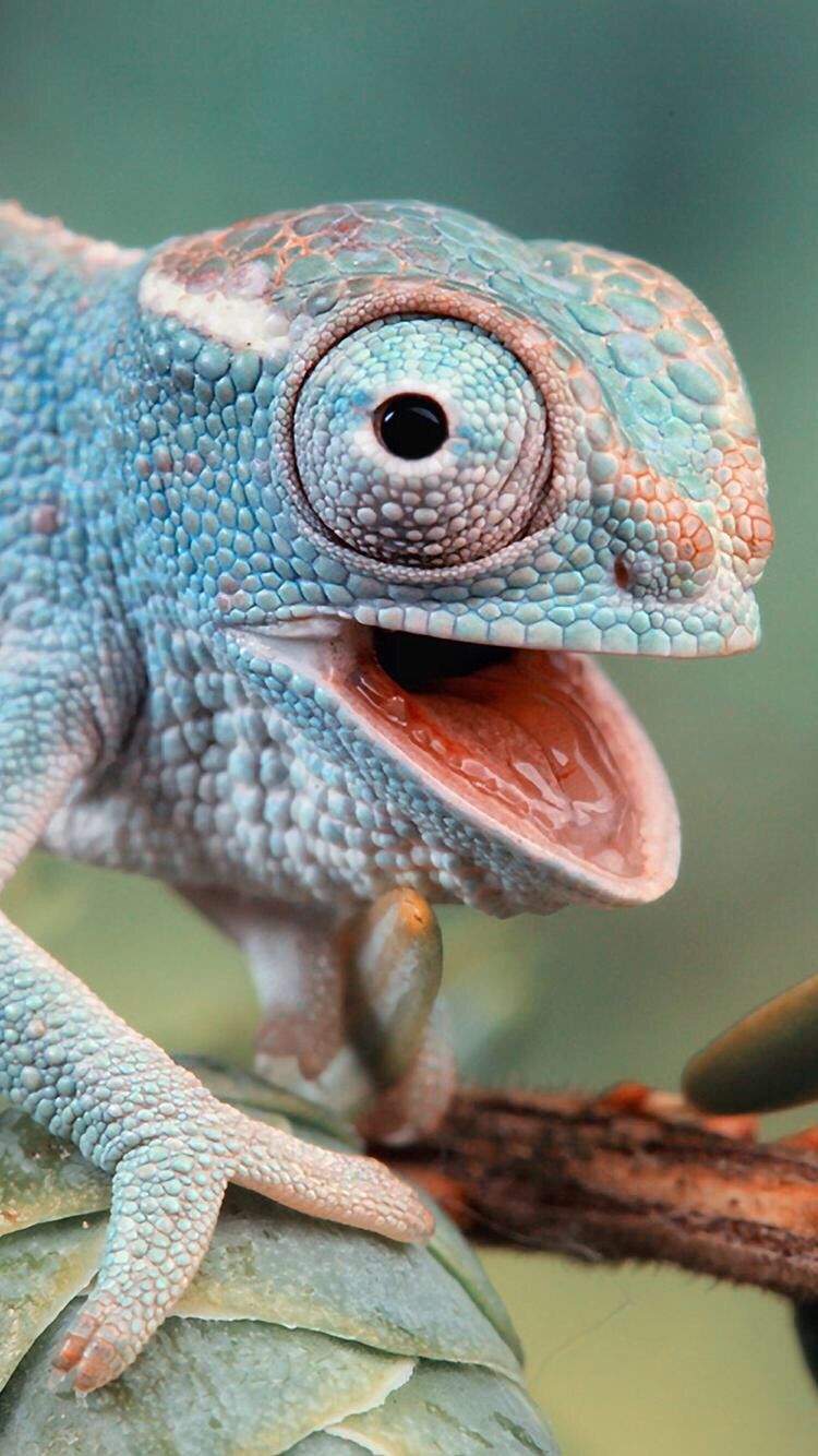 Chameleon Wallpaper Iphone (#3073886) - HD Wallpaper & Backgrounds Download