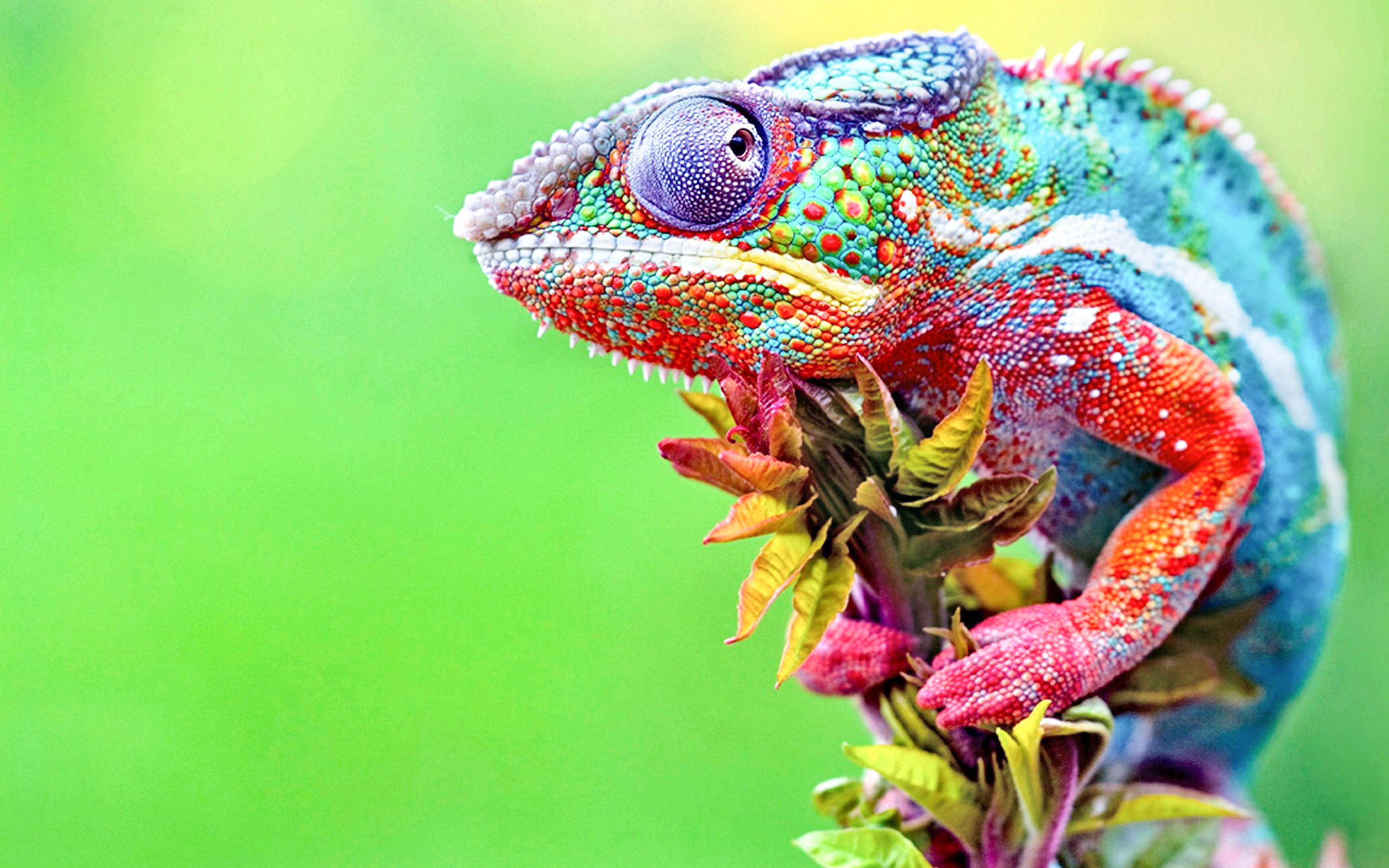Chameleon Anime New Hd Wallpapers & Backgrounds - Chameleon Hd , HD Wallpaper & Backgrounds