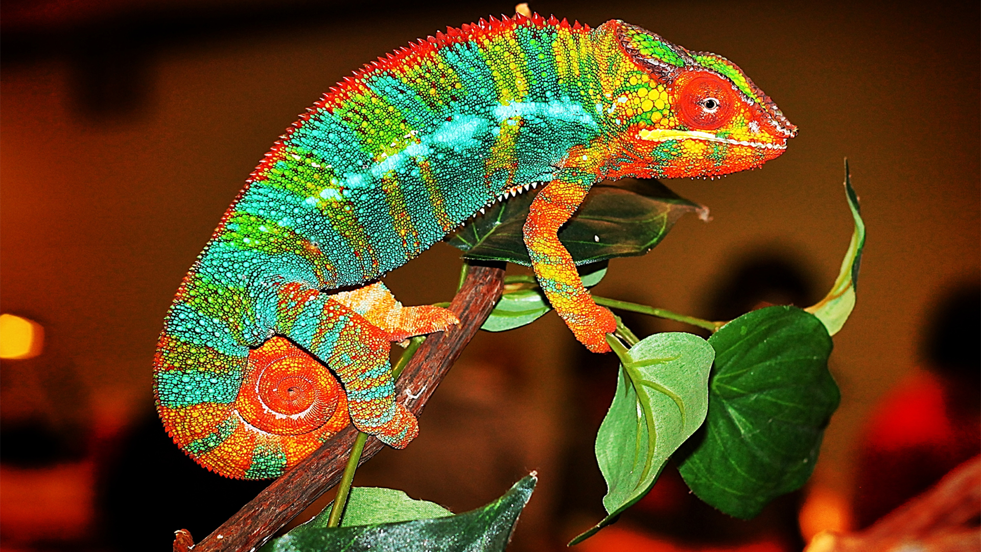 Chameleon , HD Wallpaper & Backgrounds