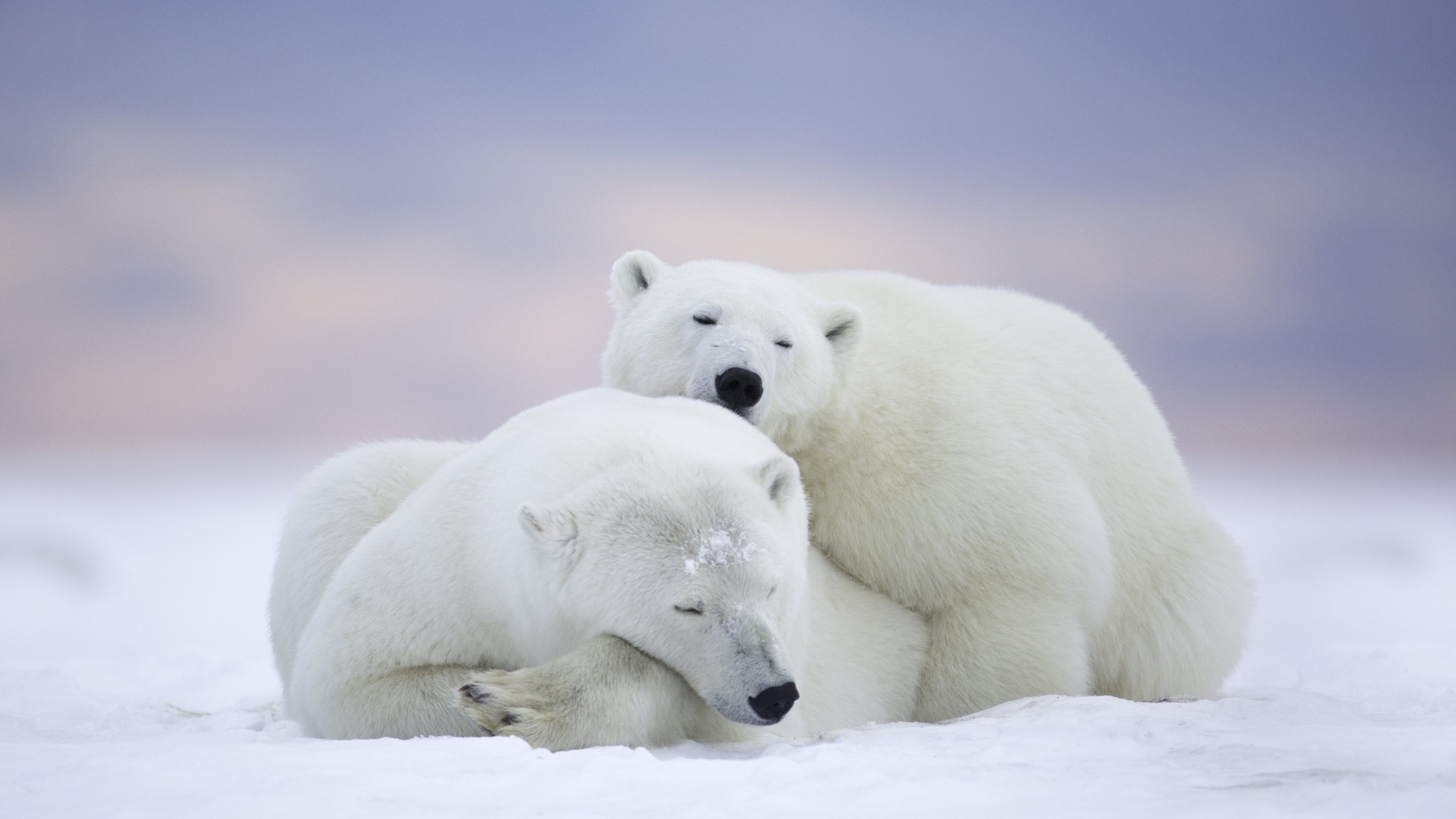 Polar Bears Hd Wallpaper 
 Data-src /full/1267112 - Polar Bears Desktop Background , HD Wallpaper & Backgrounds