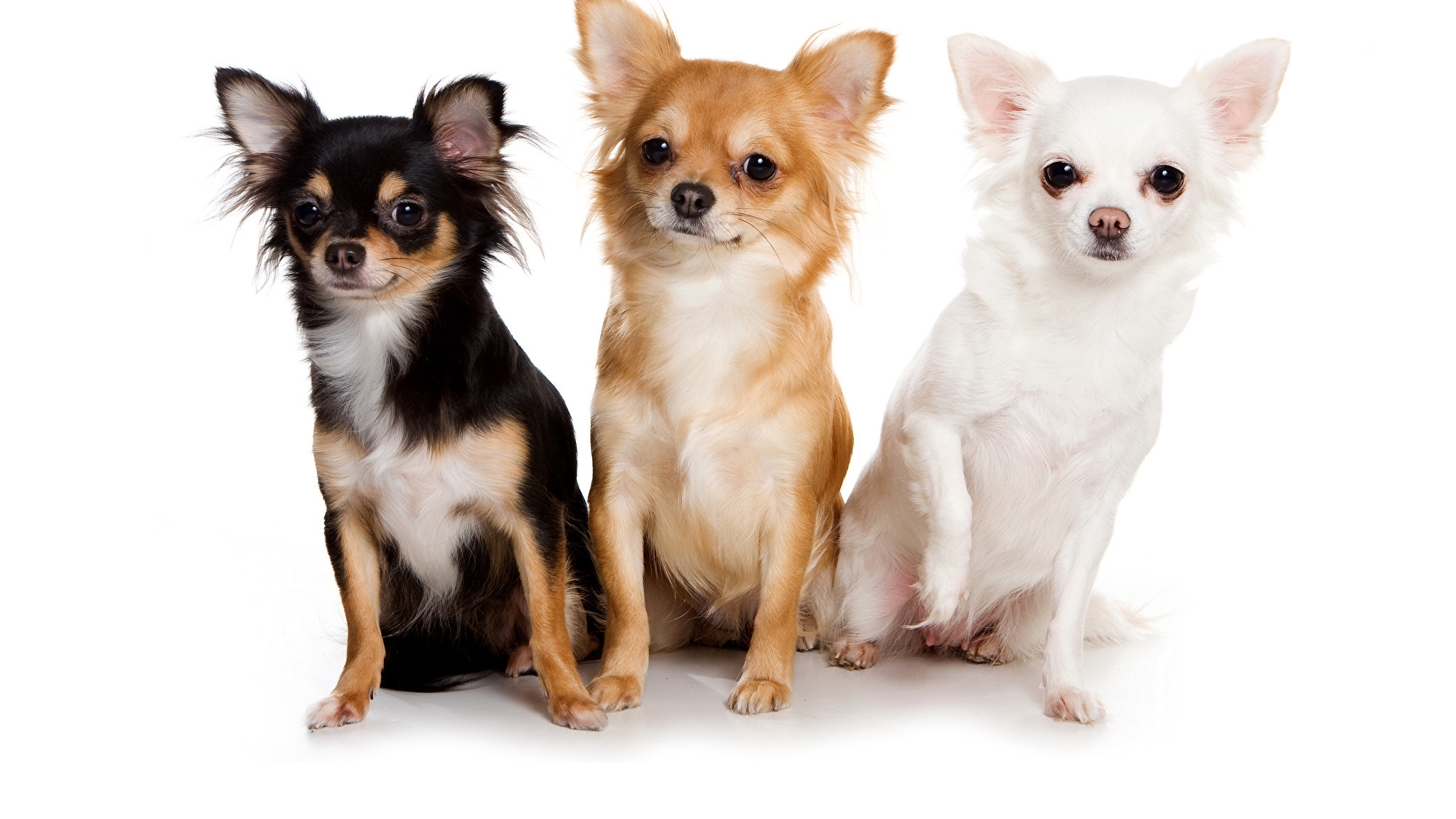 Chihuahua Wallpaper Wallpapertag - Chihuahua Dog , HD Wallpaper & Backgrounds