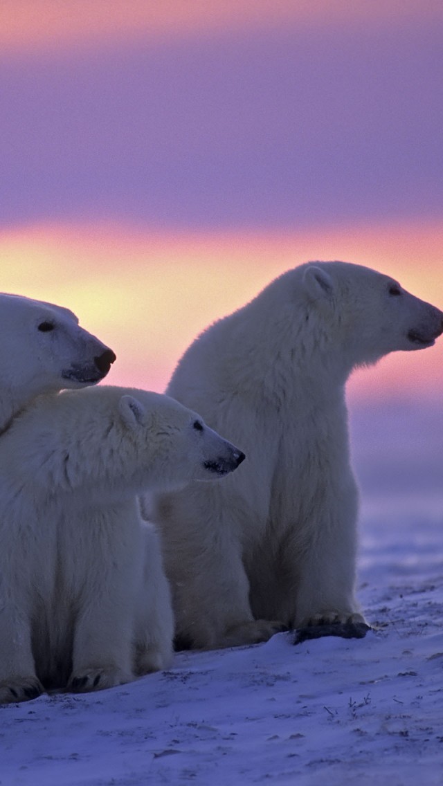 Polar Bears Iphone 5 Wallpaper Iphone 5 Wallpapers - Polar Bear Iphone Background , HD Wallpaper & Backgrounds