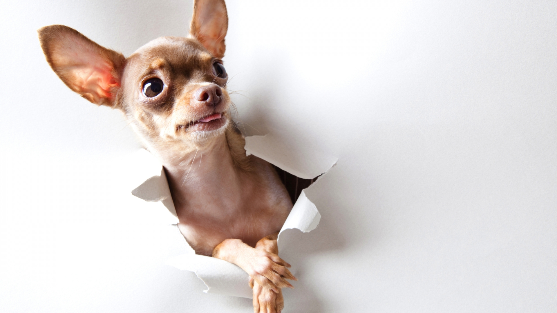 Awesome Chihuahua Picture - Chihuahuas Hd , HD Wallpaper & Backgrounds