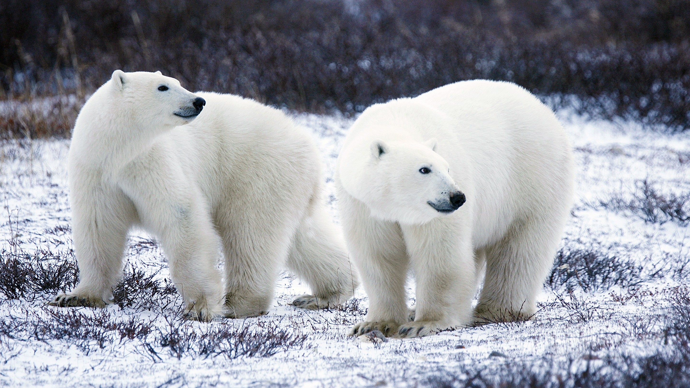 Animal Polar Bear Wallpaper - Polar Bear Wallpaper Hd , HD Wallpaper & Backgrounds