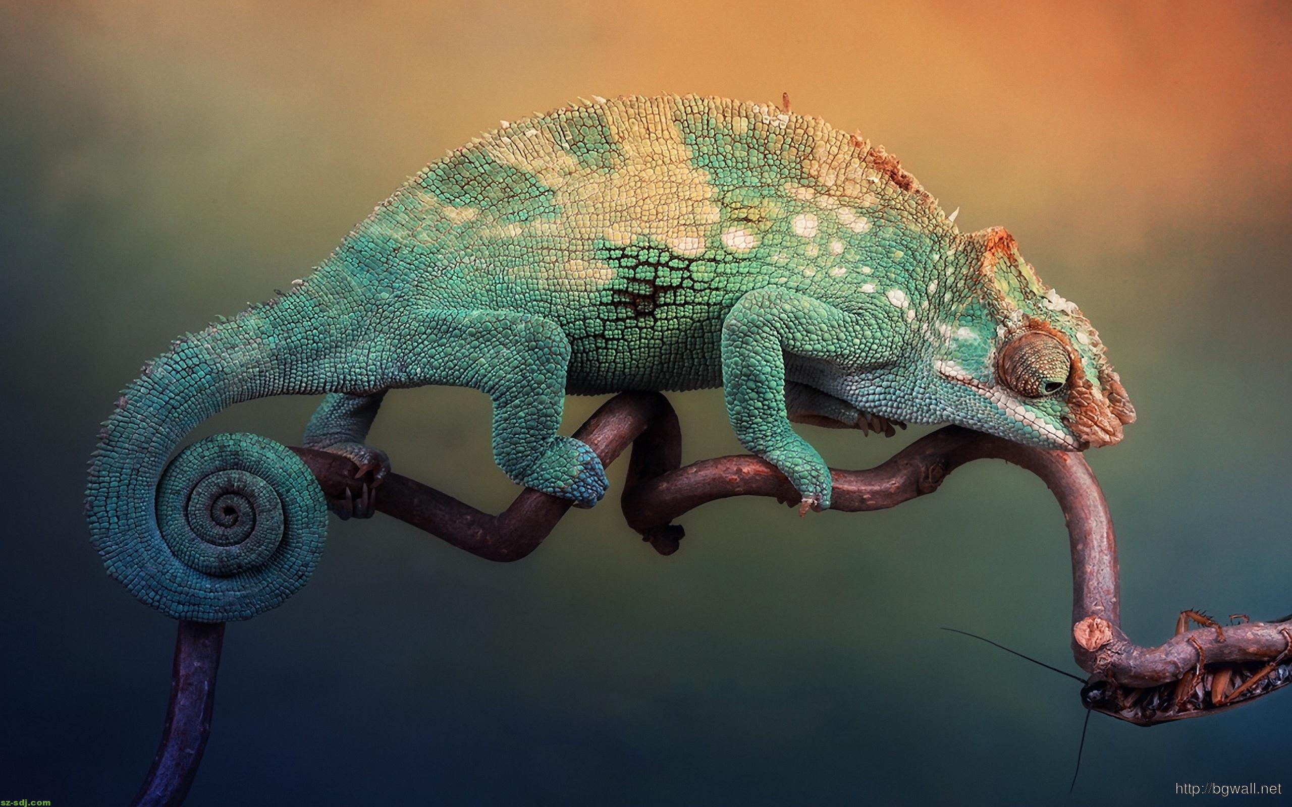 Chameleon Hd , HD Wallpaper & Backgrounds