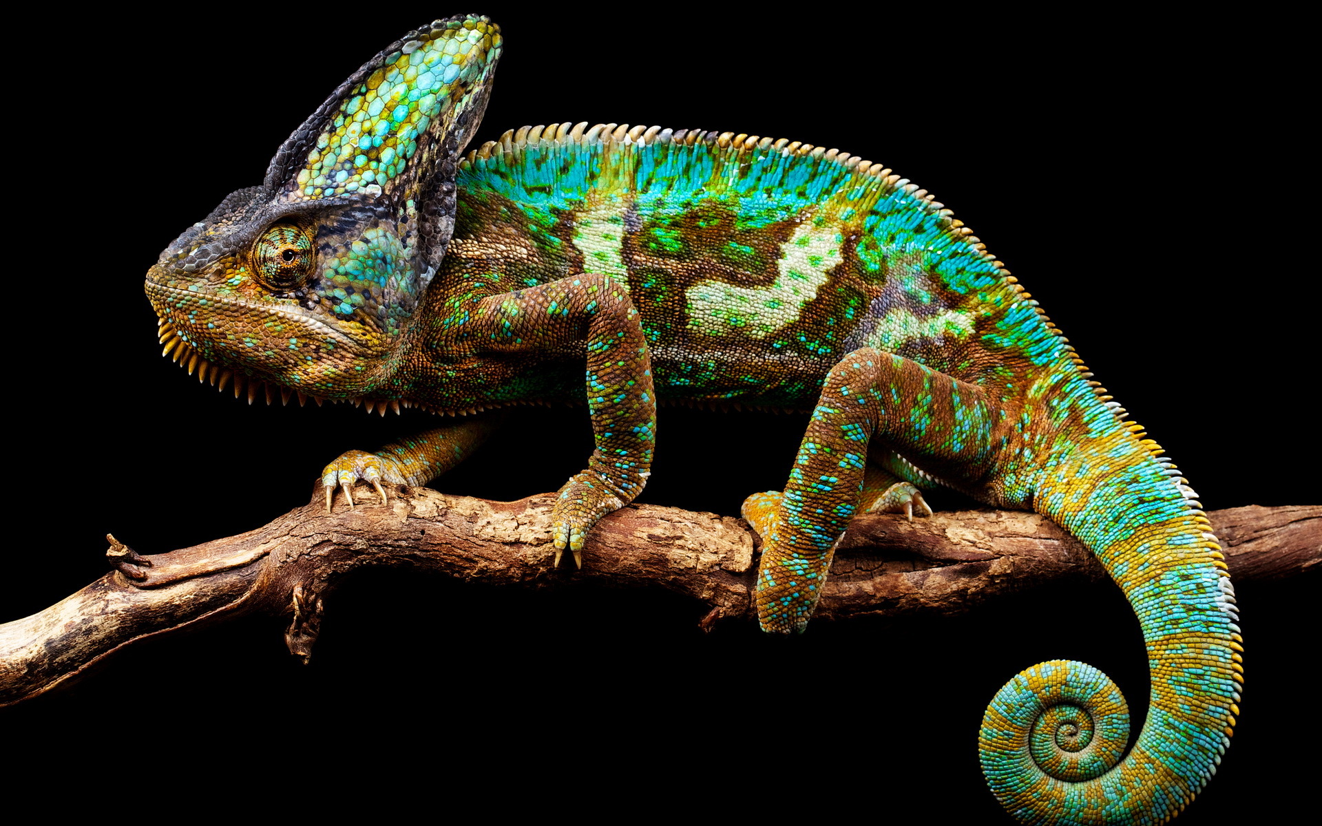 Chameleon Hd Wallpaper - Chameleon Image Download , HD Wallpaper & Backgrounds