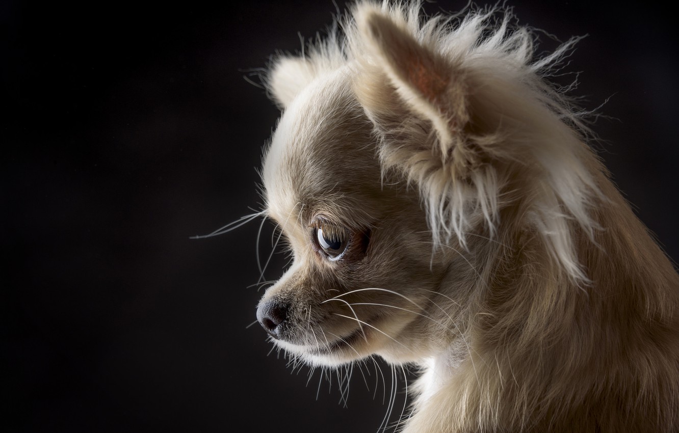Photo Wallpaper Portrait, Dog, Muzzle, Black Background, - Chihuahua Black Background , HD Wallpaper & Backgrounds