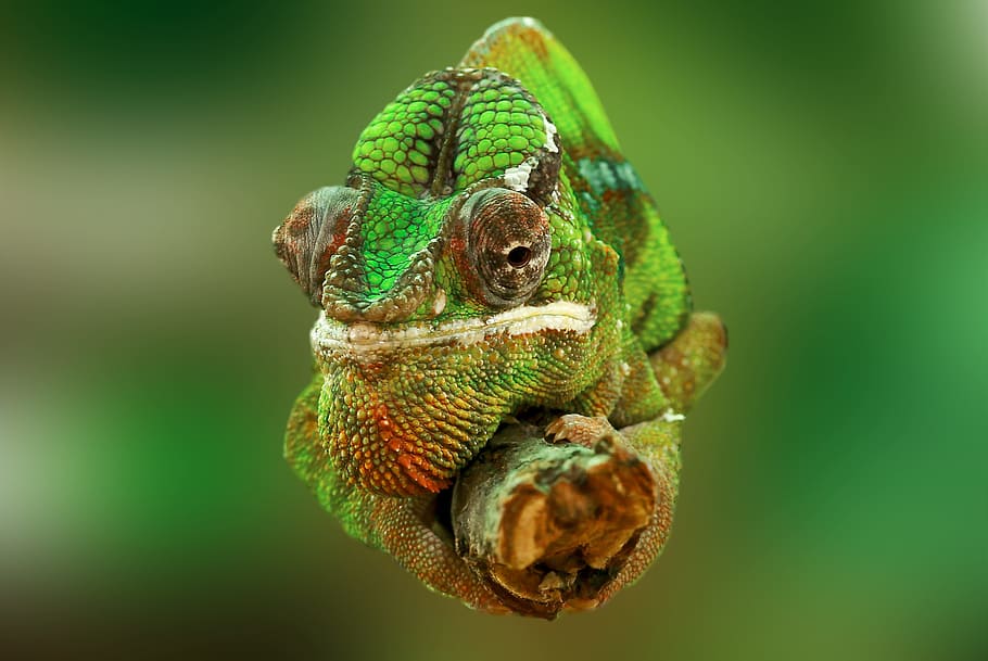Selective Focus Photography Of Green And And Grey Chameleon - Chameleon Camouflage , HD Wallpaper & Backgrounds