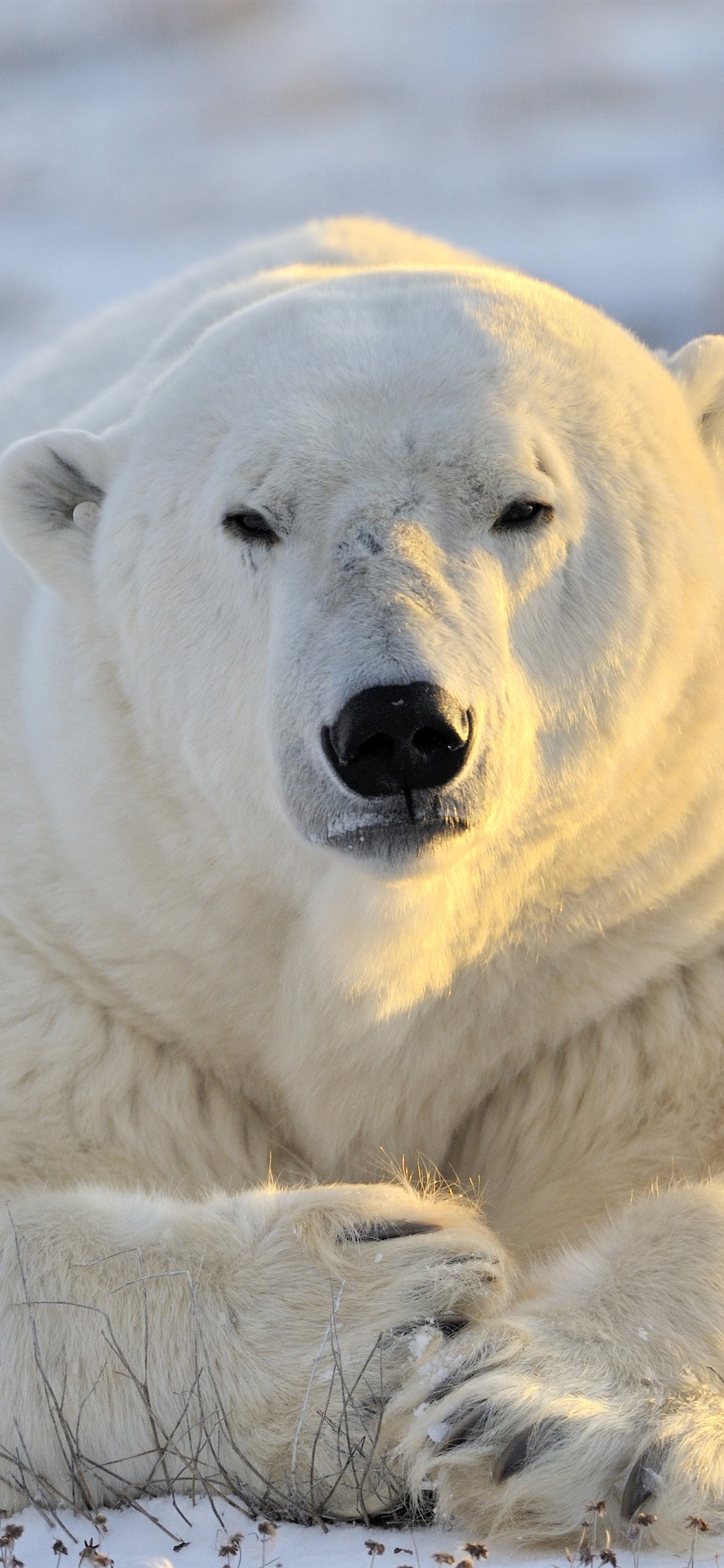 Information About Polar Bear In English , HD Wallpaper & Backgrounds