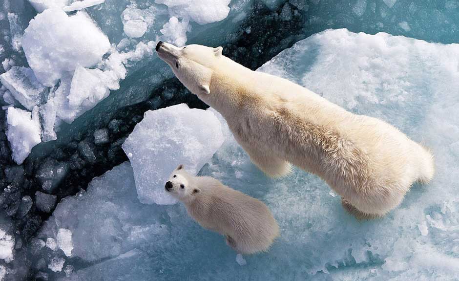 We Like Bears But To Be Honest, We Love More The Polar - Polar Bear Aerial View , HD Wallpaper & Backgrounds