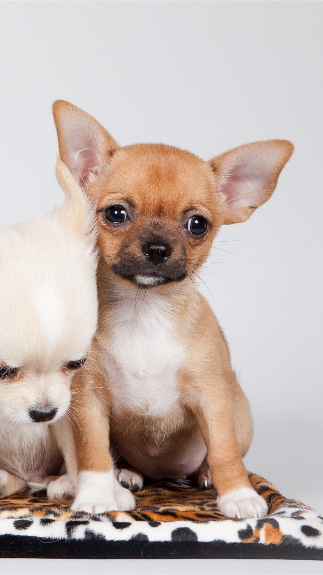 Chihuahua Wallpaper For Iphone (#3074318) - HD Wallpaper & Backgrounds