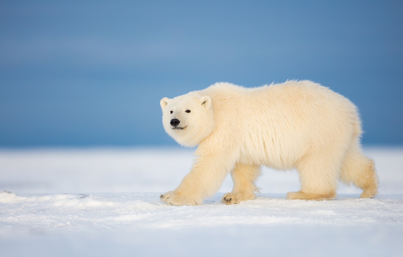 Photo Wallpaper Winter, Snow, Bear, Polar Bear - Winter Polar Bear , HD Wallpaper & Backgrounds